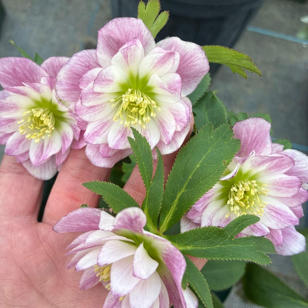 クリスマスローズ　小輪　可愛い　６寸