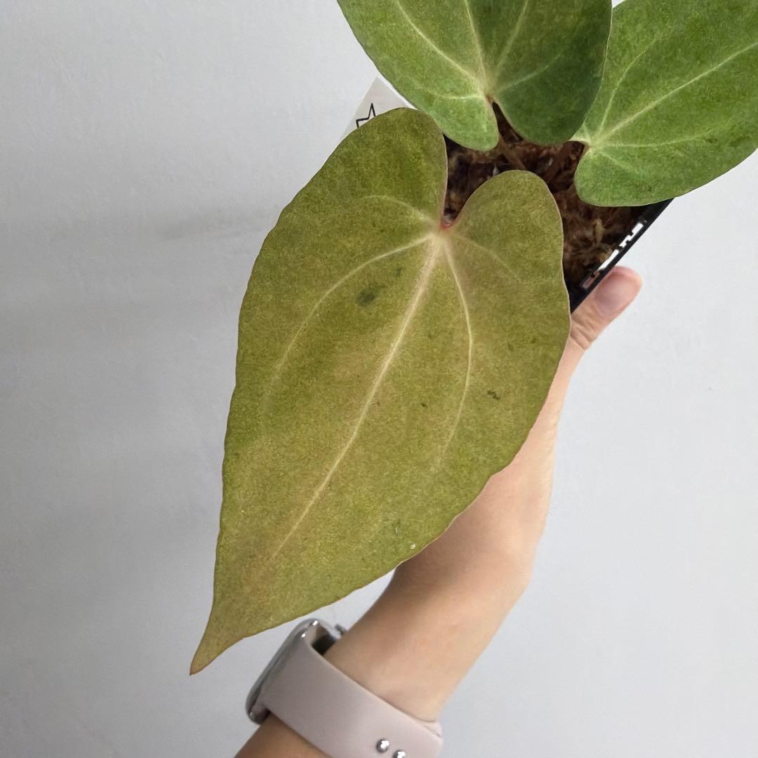 Anthurium ‘Mint King’ アンスリウムミントキング 2