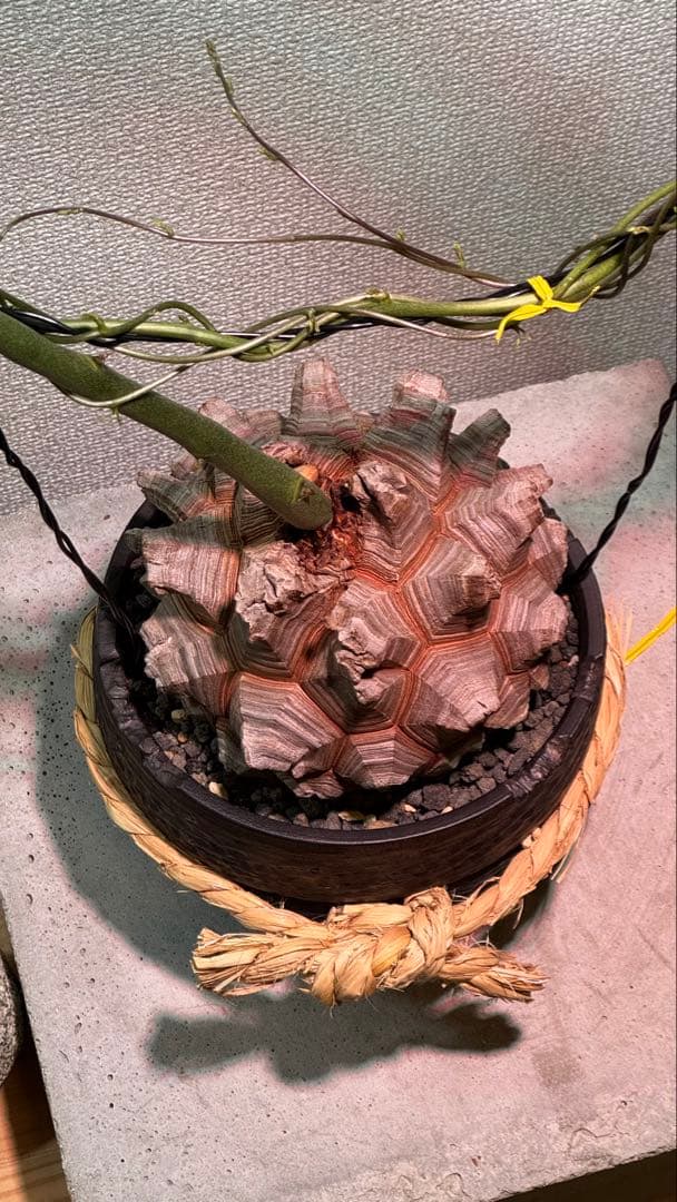 長谷川亀甲竜 塊根植物 コレクション