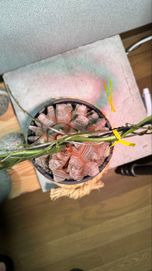 長谷川亀甲竜 塊根植物 コレクション