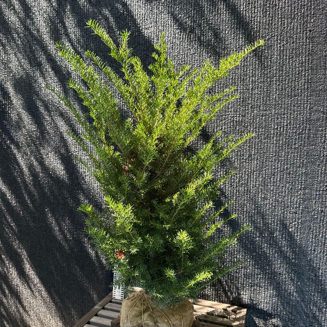 イチイ　アララギ　【品番3402】