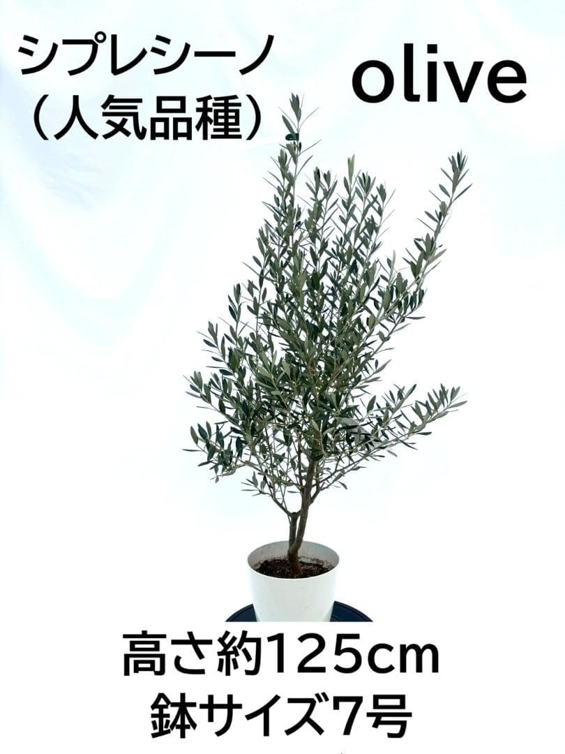 オリーブの木　シプレシーノ　7号　約125cm　NO.848　人気品種　現品掲載