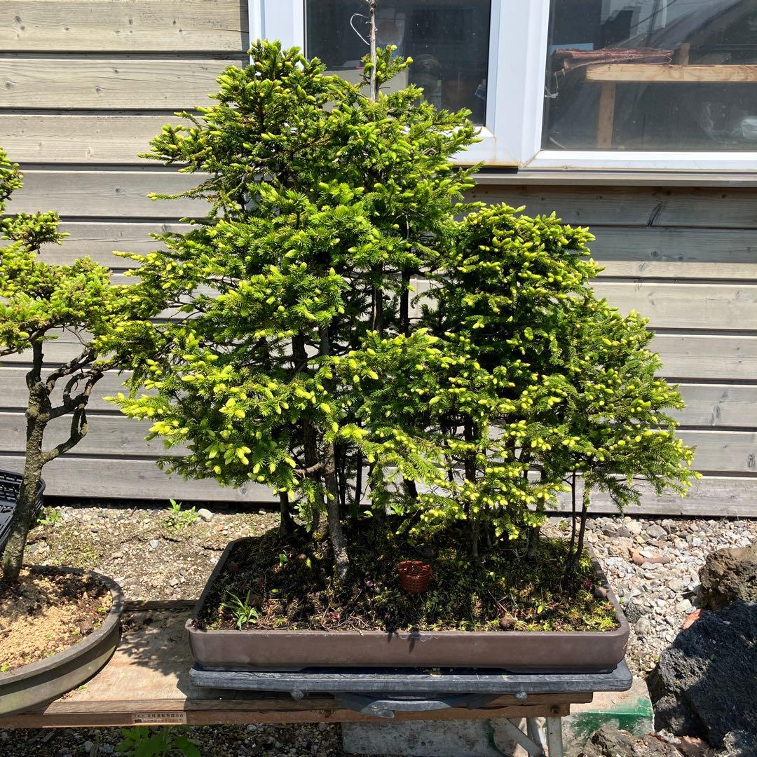 赤蝦夷松　大型盆栽　Masm様他入札しないで下さい