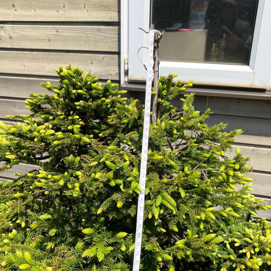 赤蝦夷松　大型盆栽　Masm様他入札しないで下さい