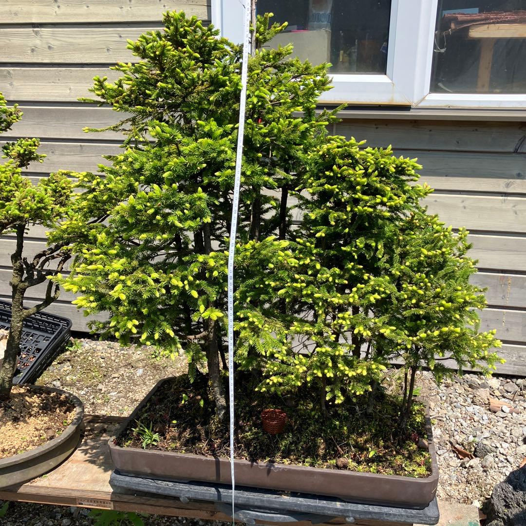 赤蝦夷松　大型盆栽　Masm様他入札しないで下さい