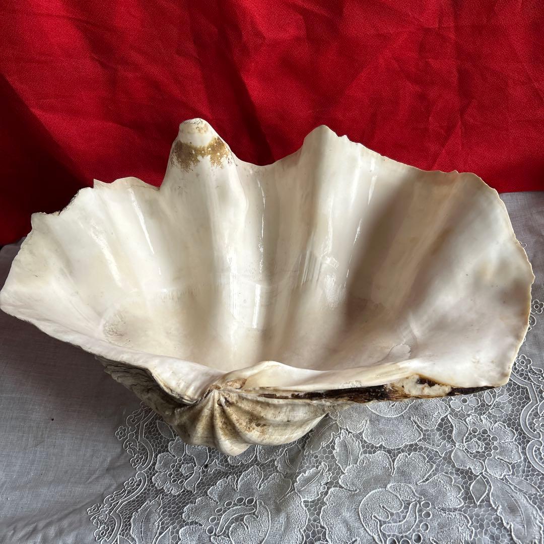 貝殻 ボウル型 レイアウト用品 大きめ42センチ