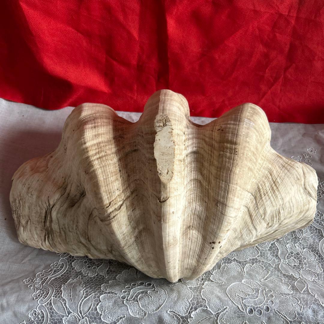 貝殻 ボウル型 レイアウト用品 大きめ42センチ