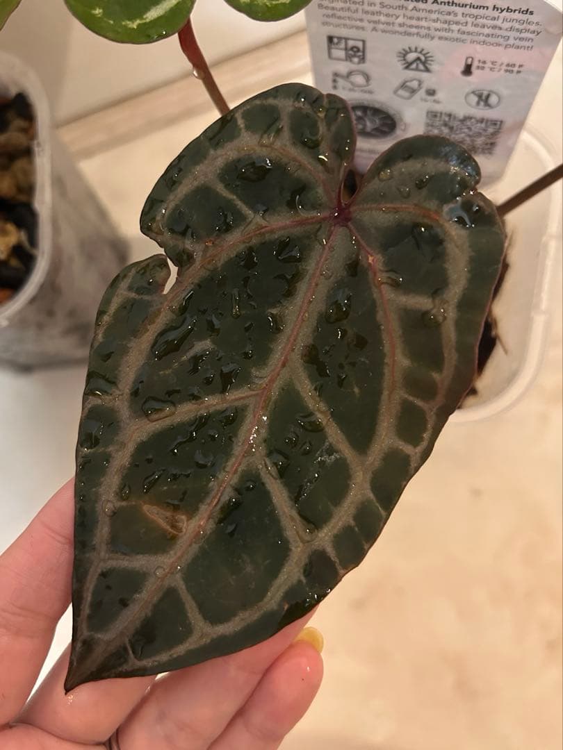 【ＨＳ】アンスリウム　ZARA x ZARA ドックブロック