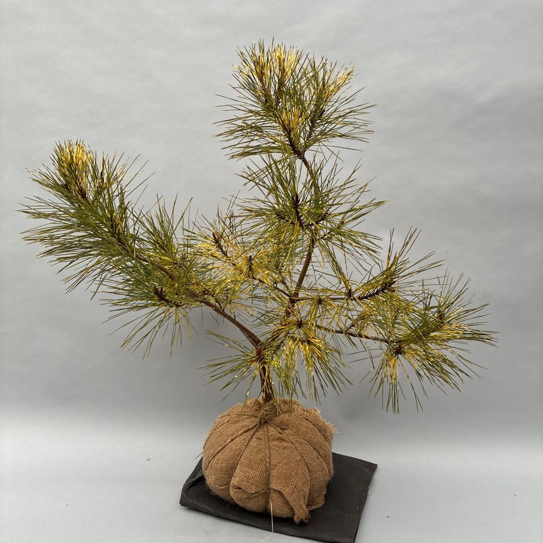 ジャノメマツ　蛇の目松