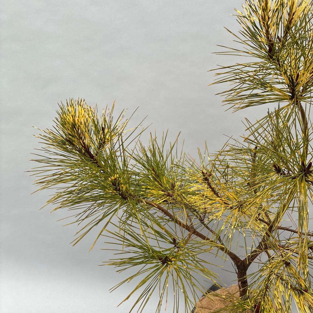 ジャノメマツ　蛇の目松