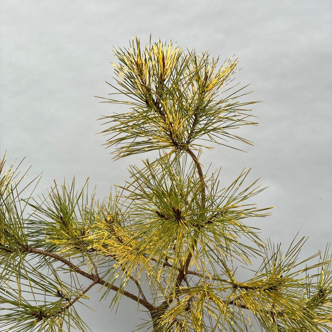 ジャノメマツ　蛇の目松