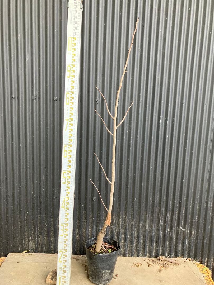 接木　ポポー　マンゴー　苗木