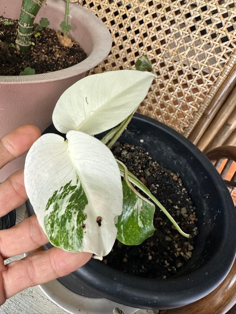 Monstera borsigiana White Tiger モンステラ斑入り