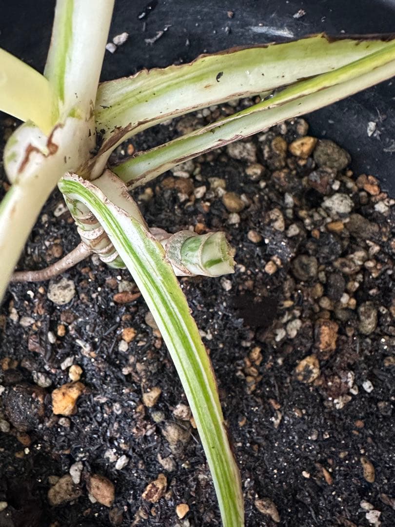Monstera borsigiana White Tiger モンステラ斑入り