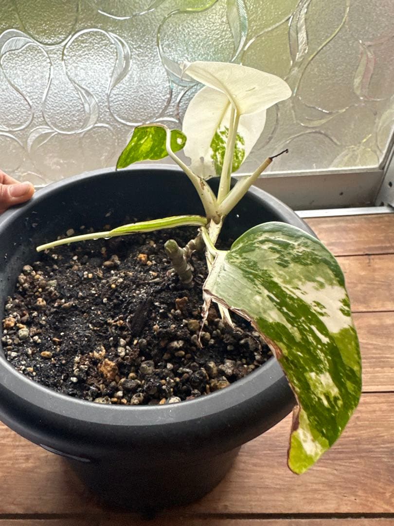 Monstera borsigiana White Tiger モンステラ斑入り