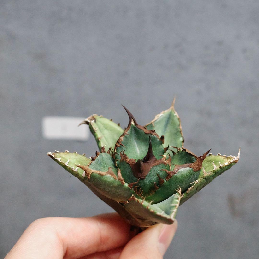 アガベ　チタノタ　オテロイ　緑犀牛　強刺　極上株　1