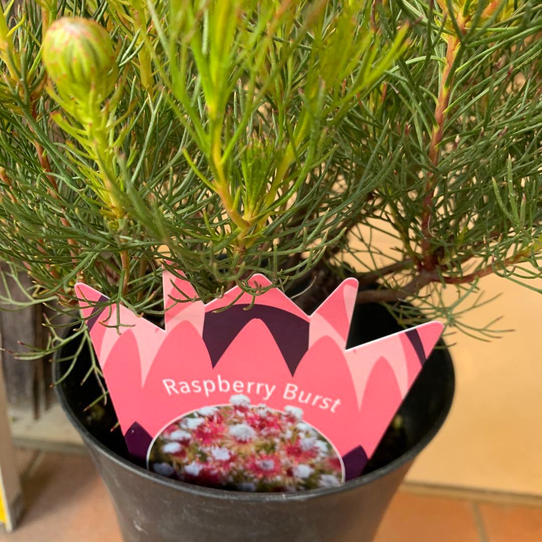 オージープランツ 2種セット