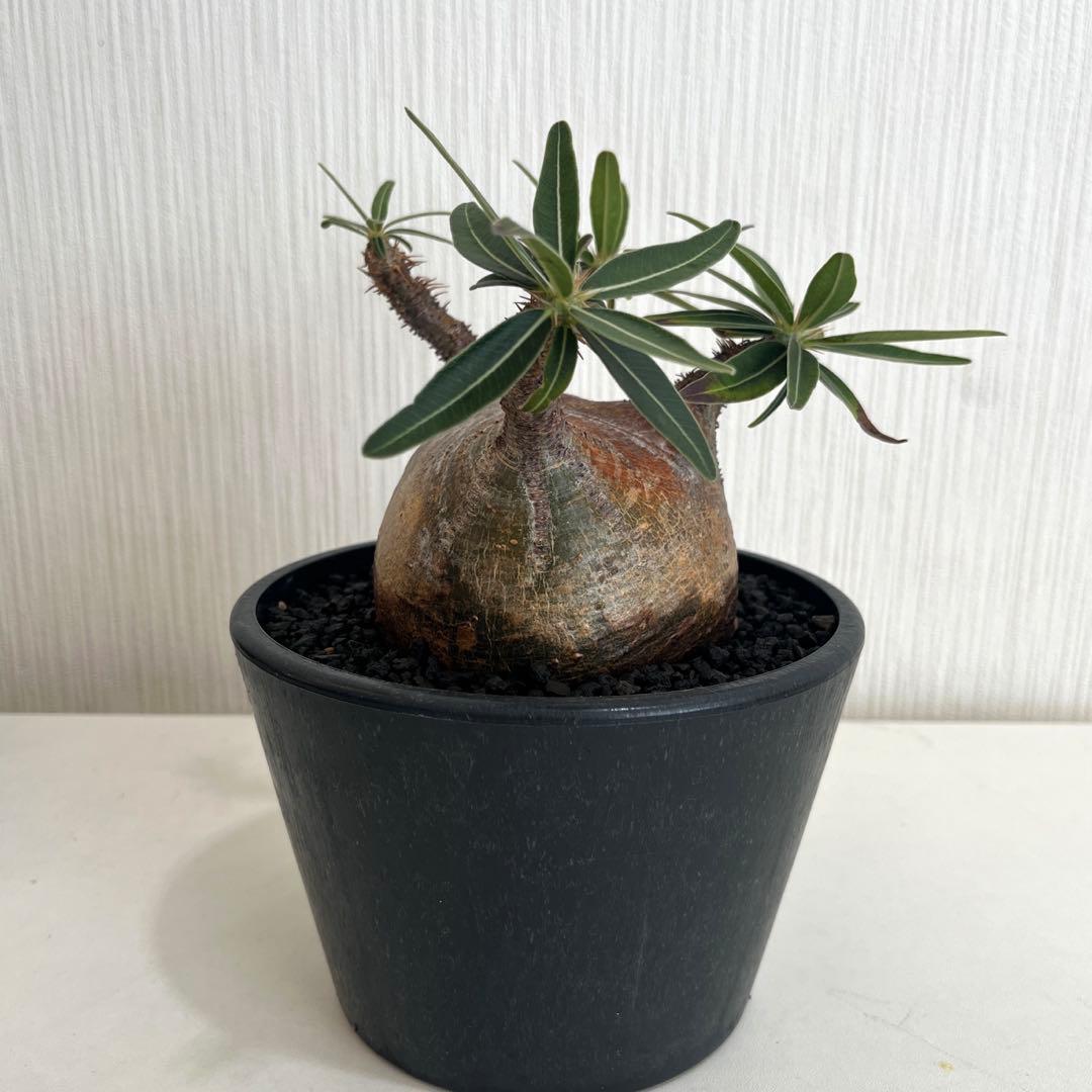 パキポディウムグラキリス 現地球 発根済 2年管理株 現品鉢ごと発送