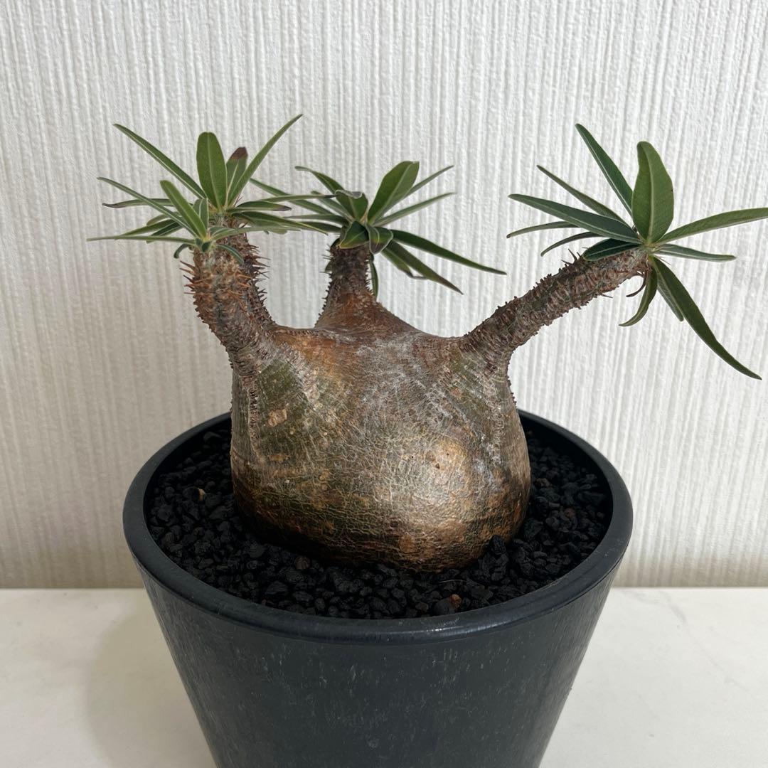 パキポディウムグラキリス 現地球 発根済 2年管理株 現品鉢ごと発送