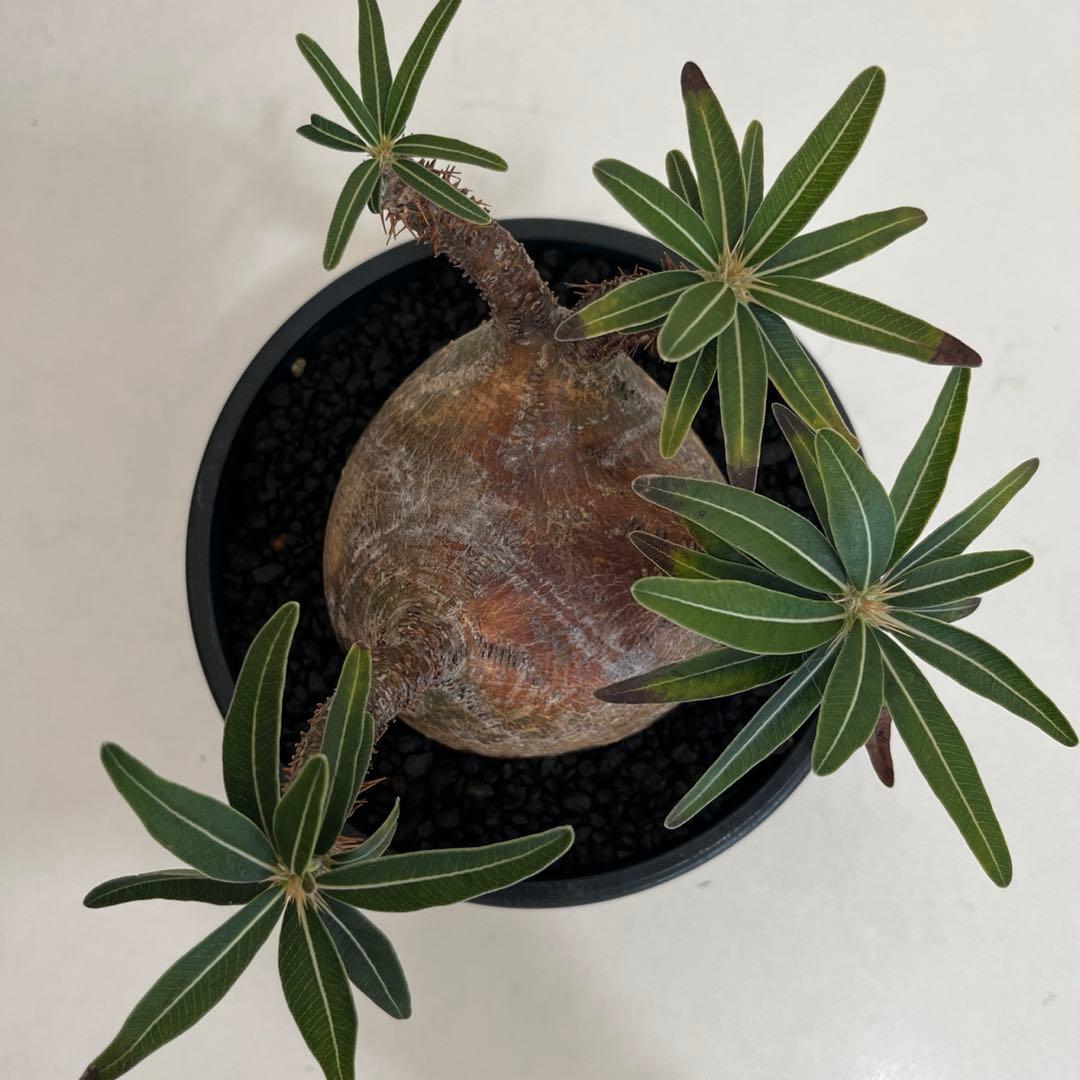 パキポディウムグラキリス 現地球 発根済 2年管理株 現品鉢ごと発送