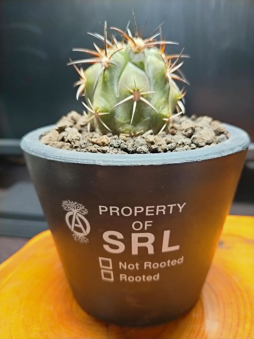 サボテン コピアポア 黒王丸×帝冠竜 (シネレア×カルデラナ) SRL鉢ごと配送