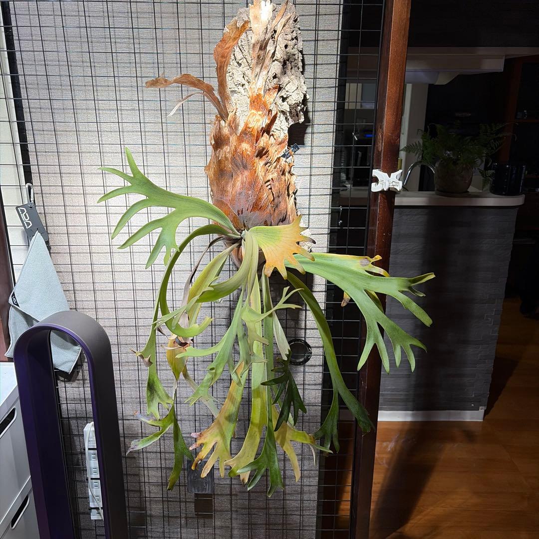 ビカクシダ ウィリンキー