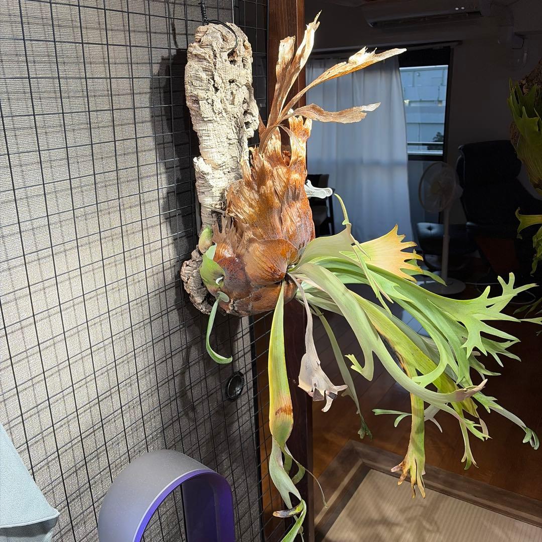 ビカクシダ ウィリンキー