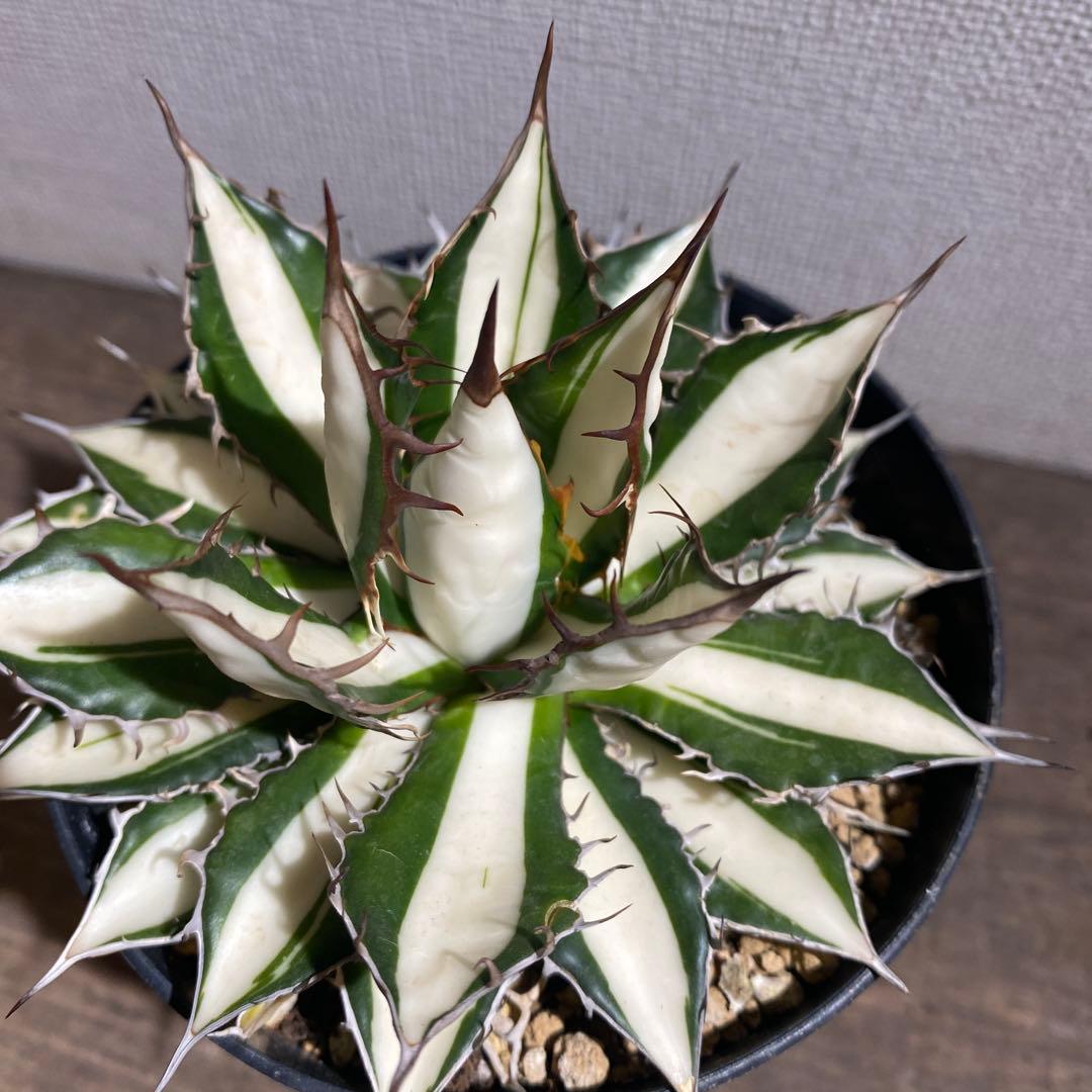 アガベ　ホリダ　白中斑　極上ラスト