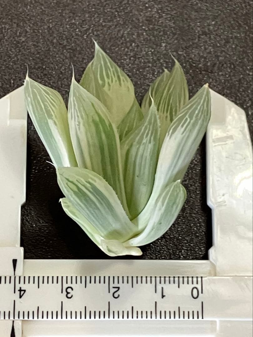 ハオルチア 白蛇伝　②