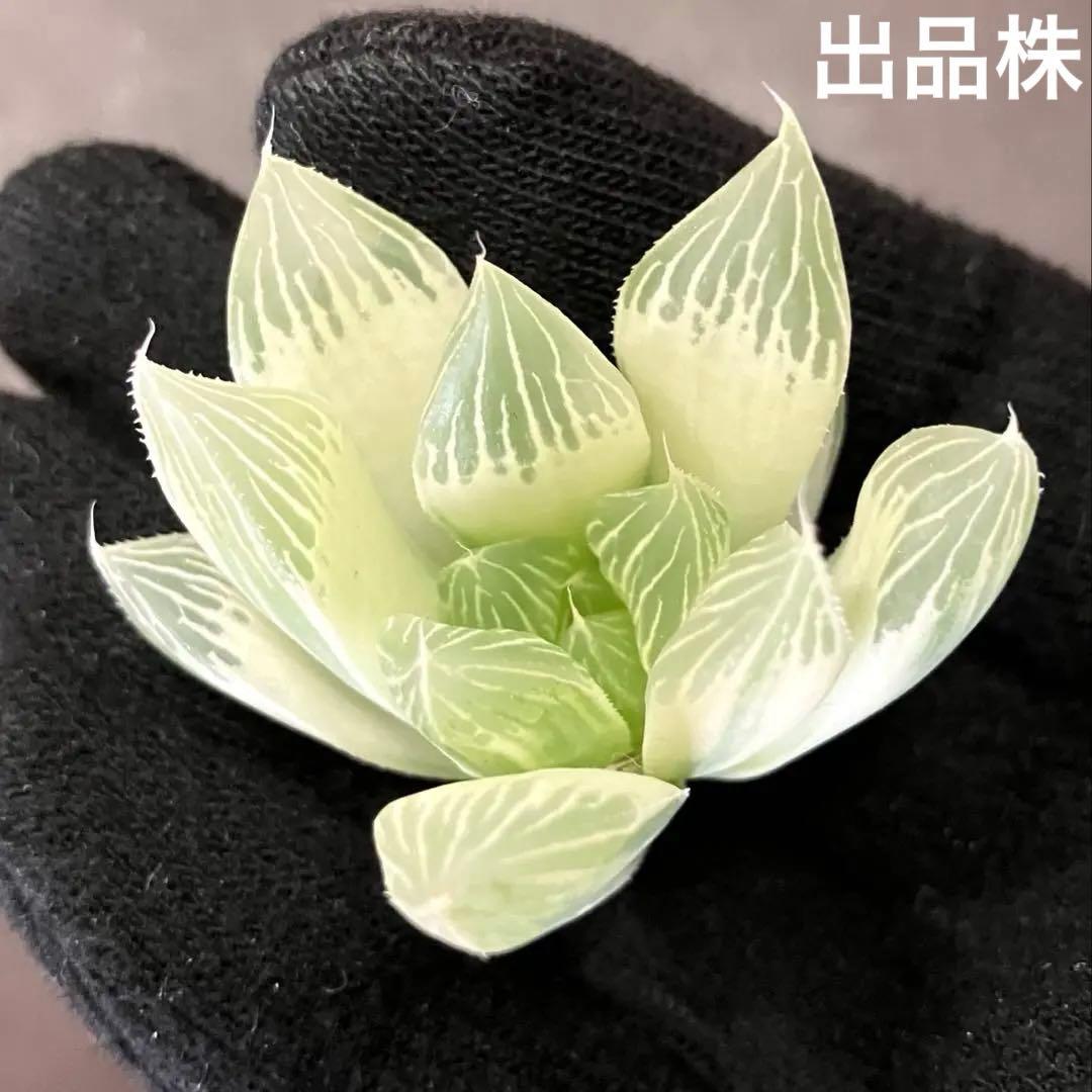ハオルチア 白蛇伝　②