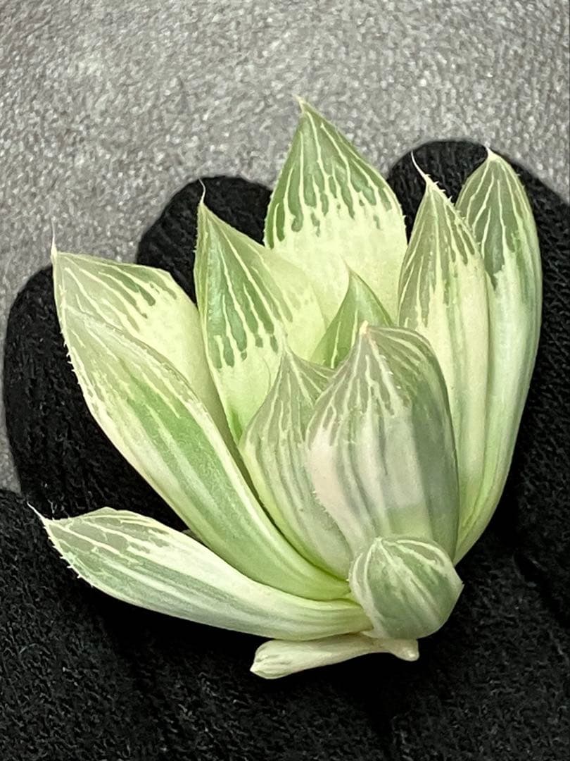 ハオルチア 白蛇伝　②