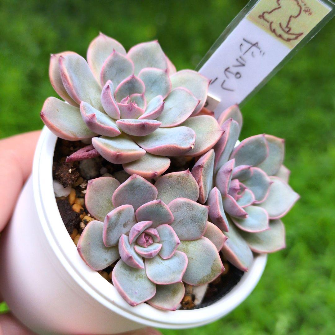 97.多肉植物 ボラピル 1450円【抜き苗】