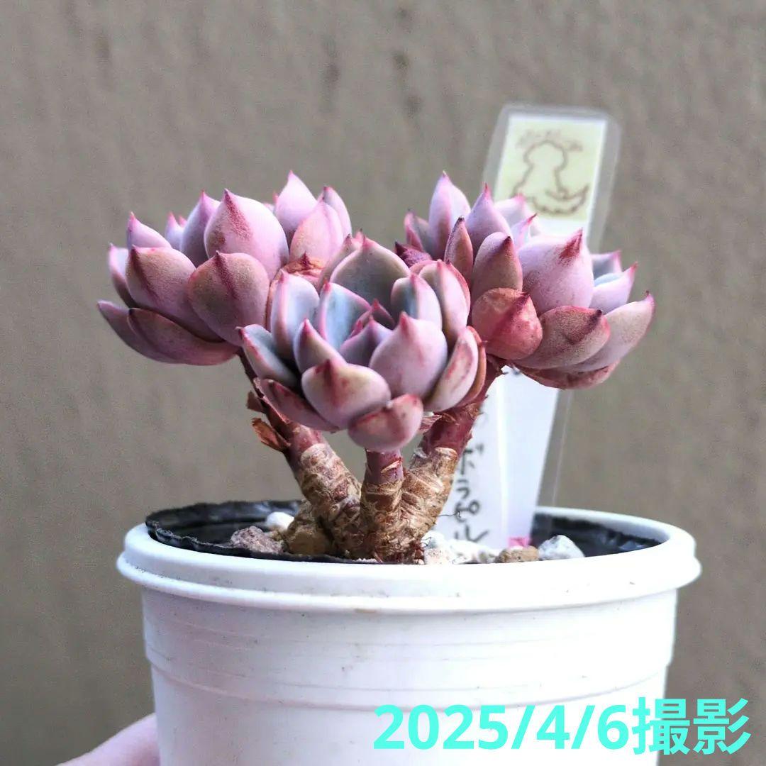 97.多肉植物 ボラピル 1450円【抜き苗】