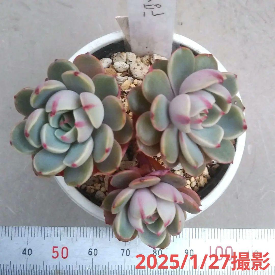 97.多肉植物 ボラピル 1450円【抜き苗】