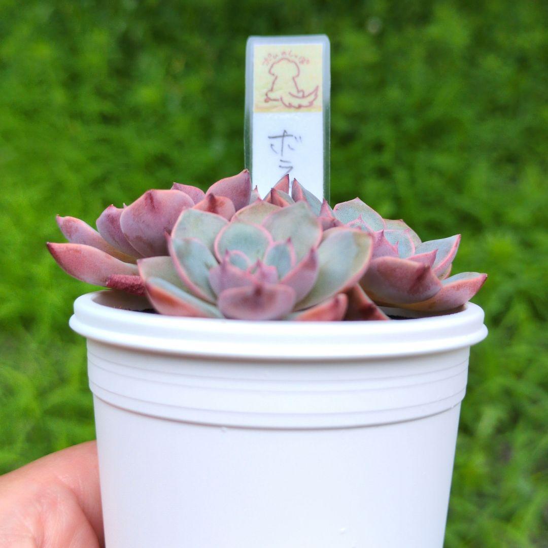 97.多肉植物 ボラピル 1450円【抜き苗】