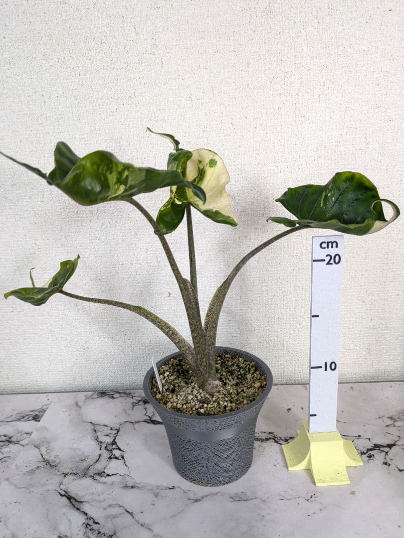 アロカシア　スティングレイ　アルボ（白斑入り）