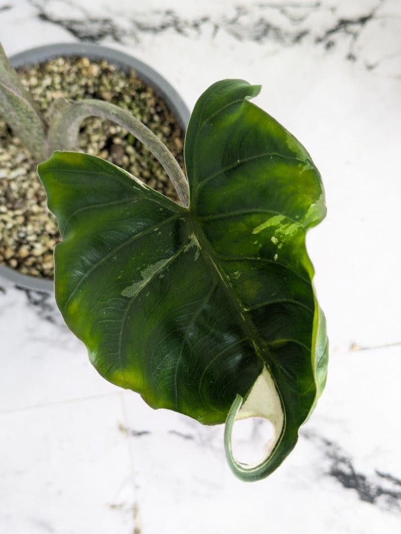 アロカシア　スティングレイ　アルボ（白斑入り）