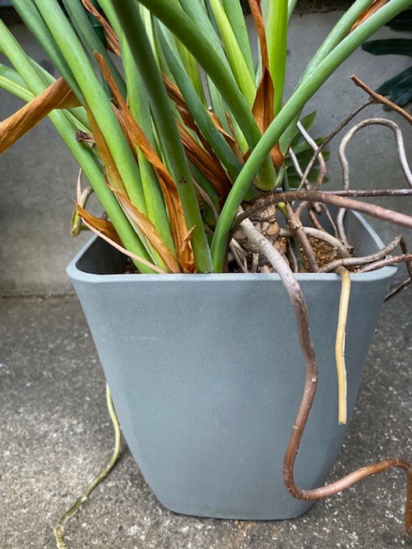 K■フィロデンドロン・セローム/ヒトデカズラ/高さ85cm/葉38cm