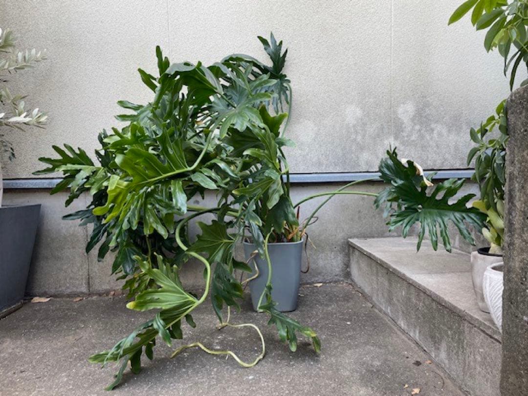 K■フィロデンドロン・セローム/ヒトデカズラ/高さ85cm/葉38cm