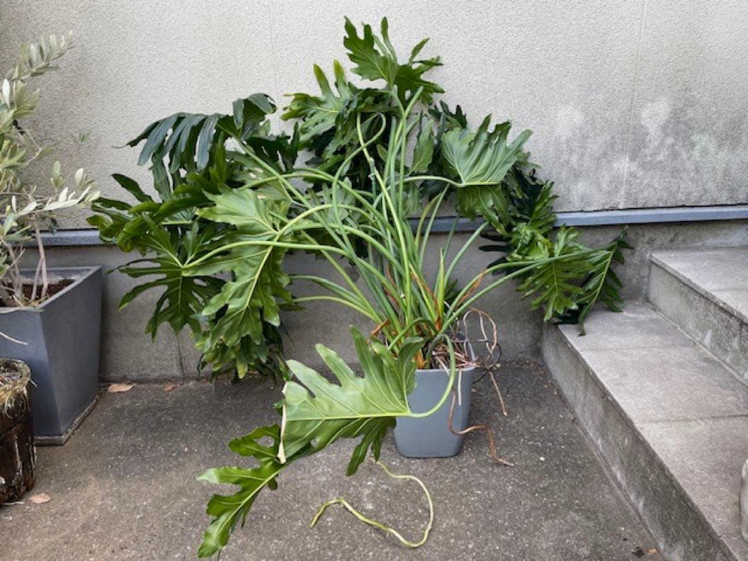 K■フィロデンドロン・セローム/ヒトデカズラ/高さ85cm/葉38cm