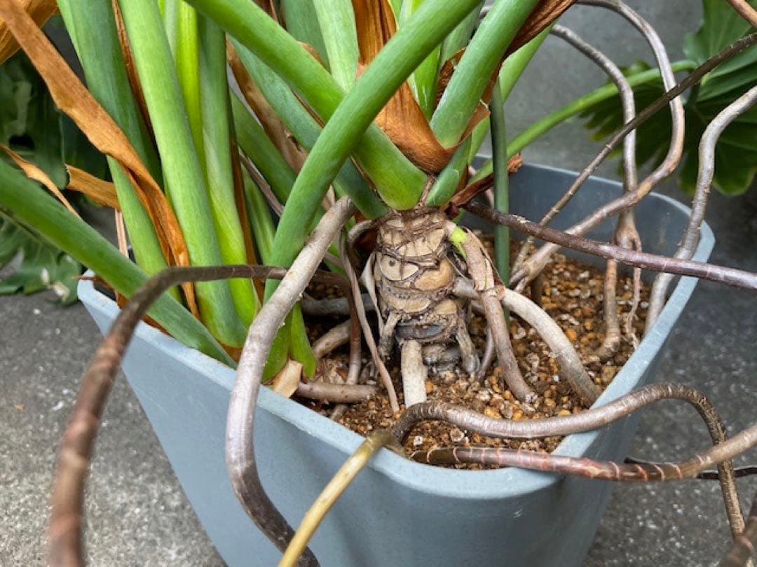 K■フィロデンドロン・セローム/ヒトデカズラ/高さ85cm/葉38cm