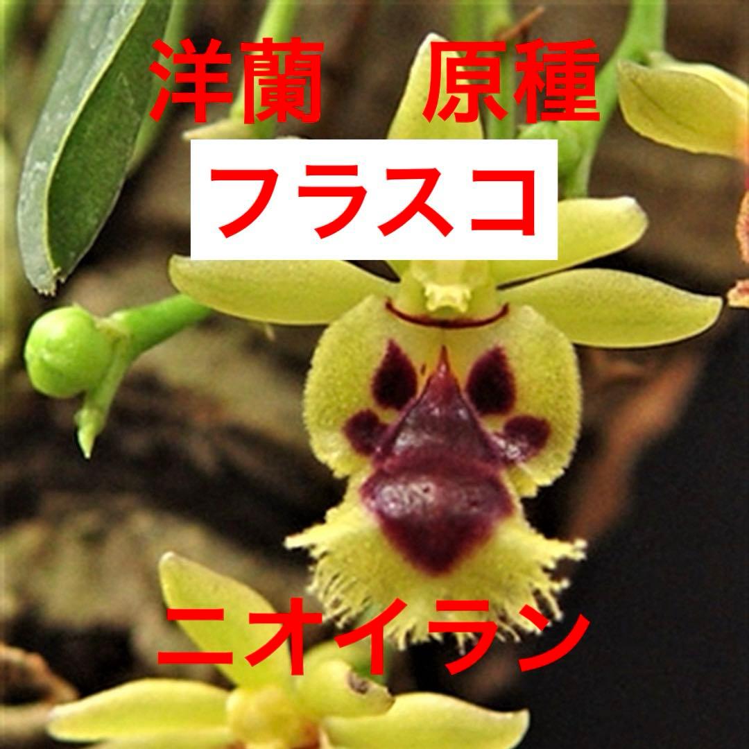洋蘭　原種　ニオイラン　フラスコ　胡蝶蘭