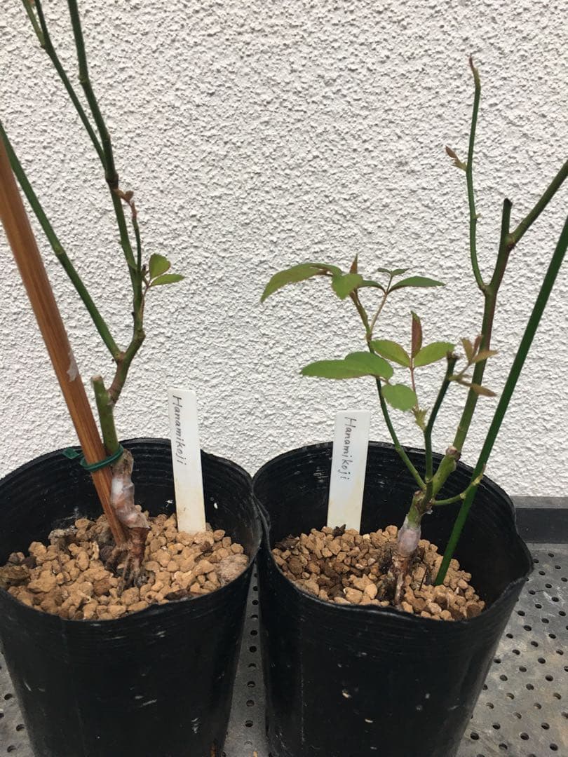 Noelさまご確認用