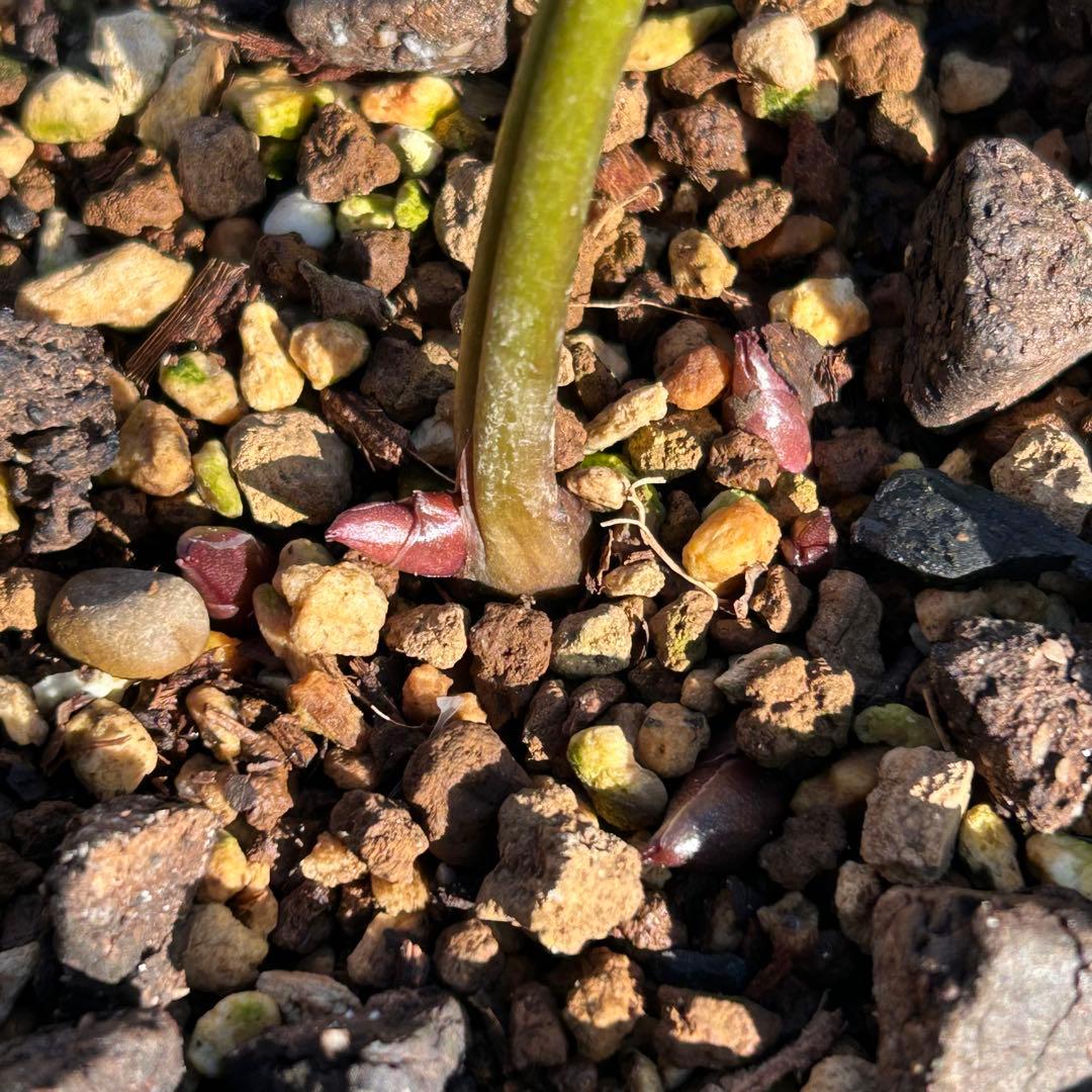 クリスマスローズ 株分け「絹」