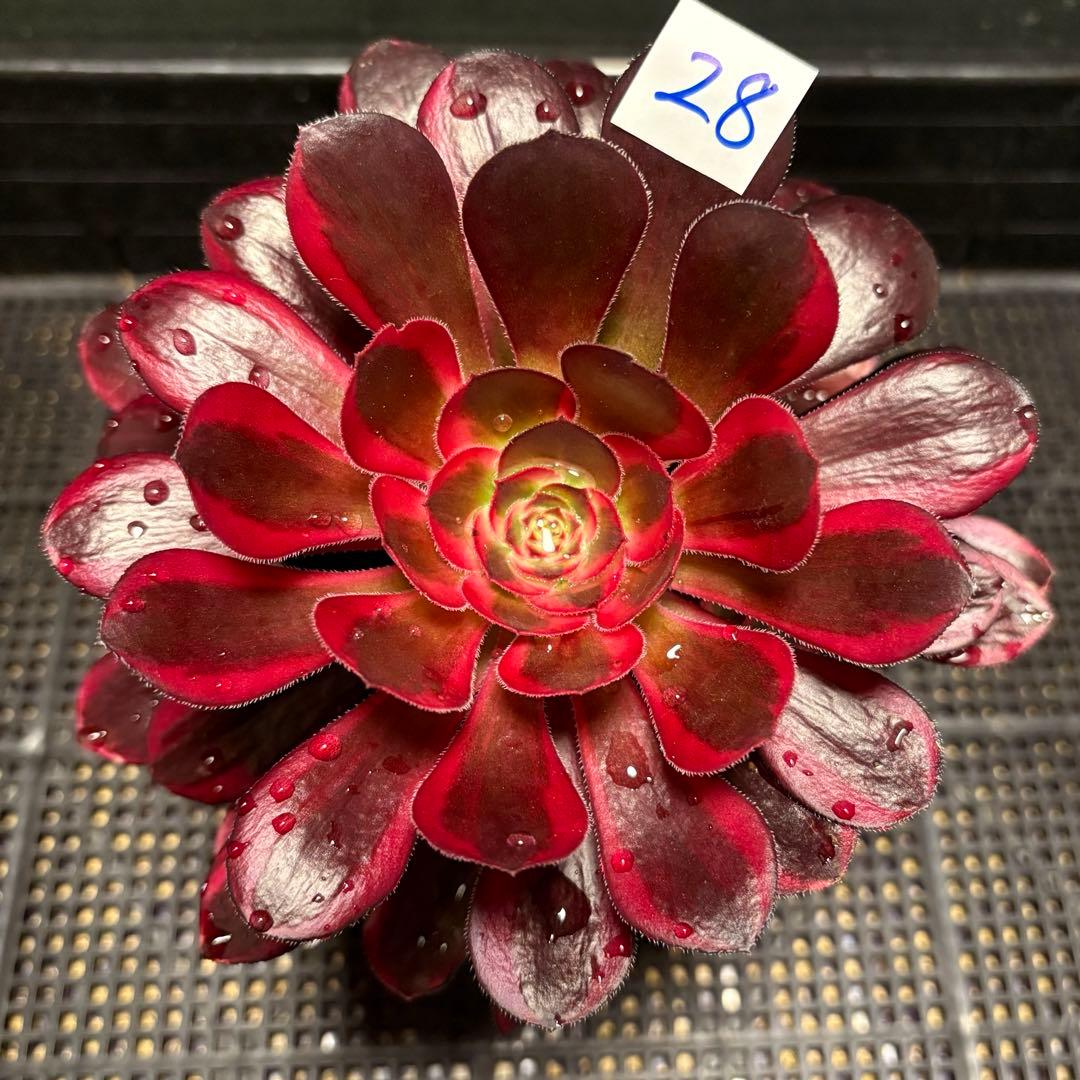 28 #多肉植物アエオニウム錦❤️ シャネル❤️1大頭 5小頭18cm拨き苗