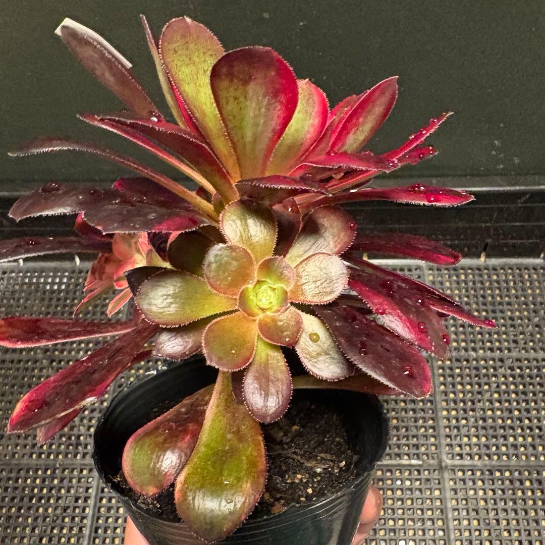 28 #多肉植物アエオニウム錦❤️ シャネル❤️1大頭 5小頭18cm拨き苗