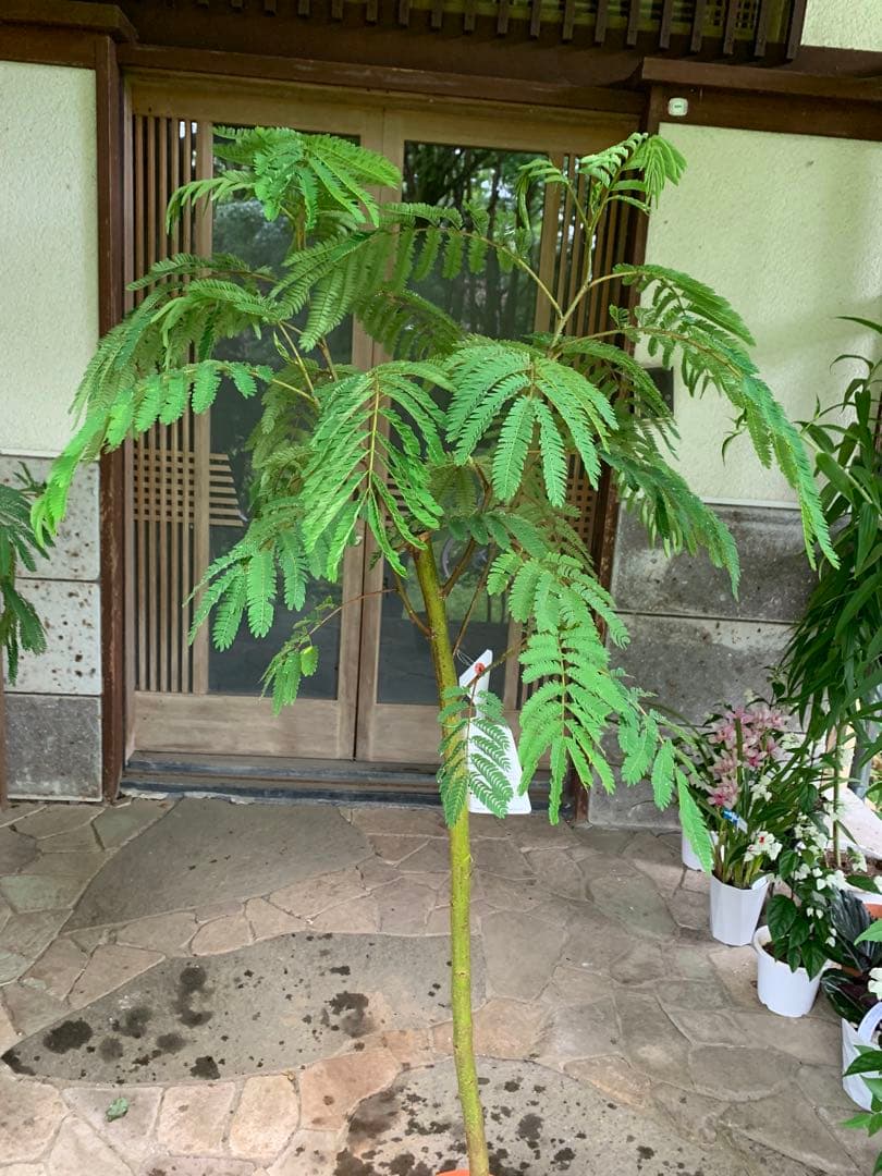 ネムノキ　(合歓木)　観葉植物 特大株 鉢ごと発送