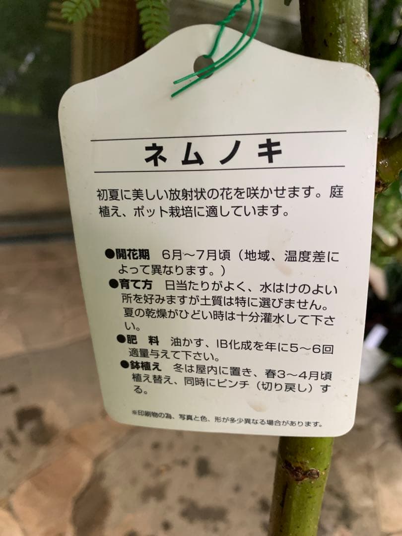 ネムノキ　(合歓木)　観葉植物 特大株 鉢ごと発送