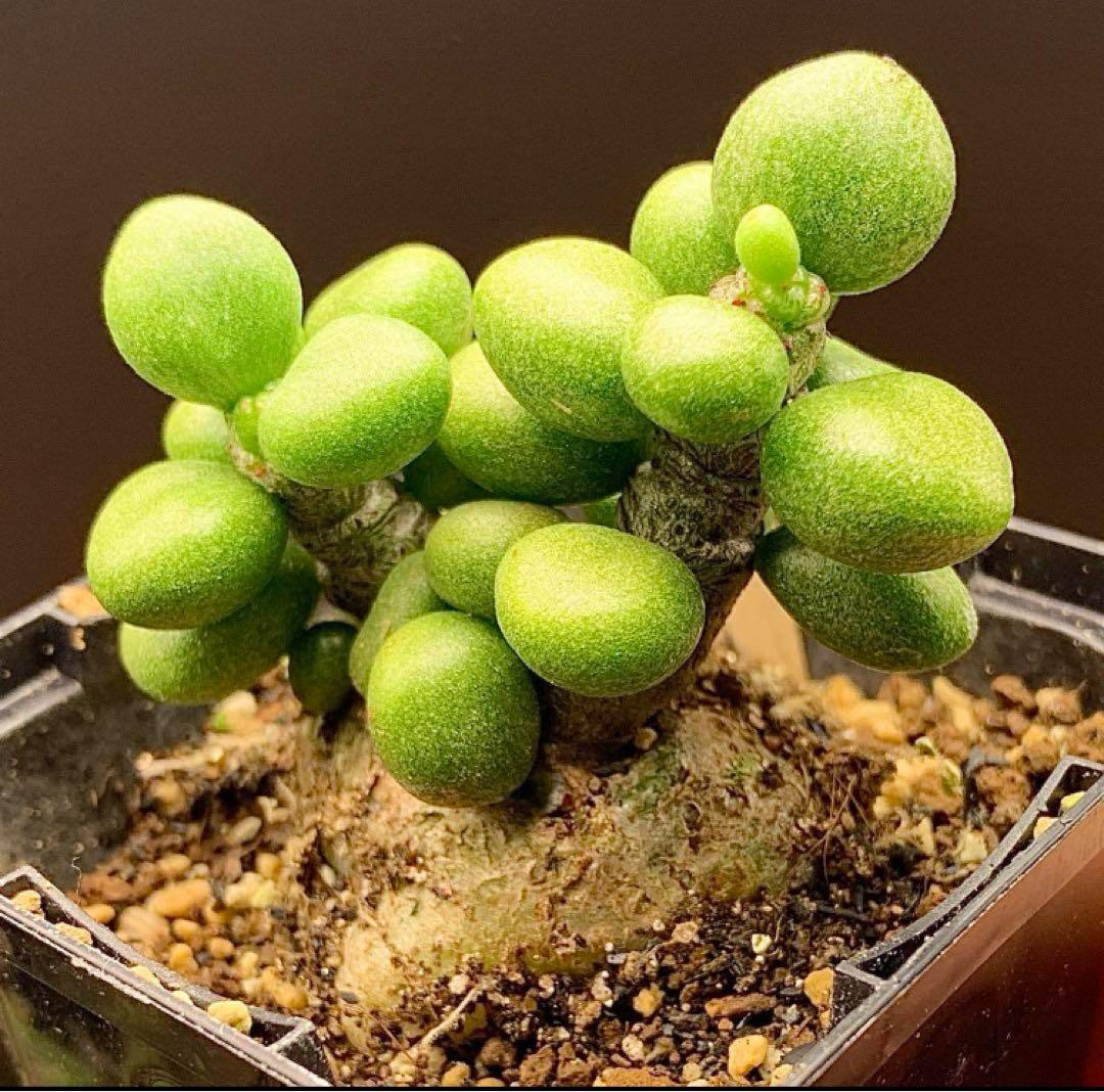 写真2-5枚目　チレコドン　ポドレイアエ　多肉植物　塊根植物　実生