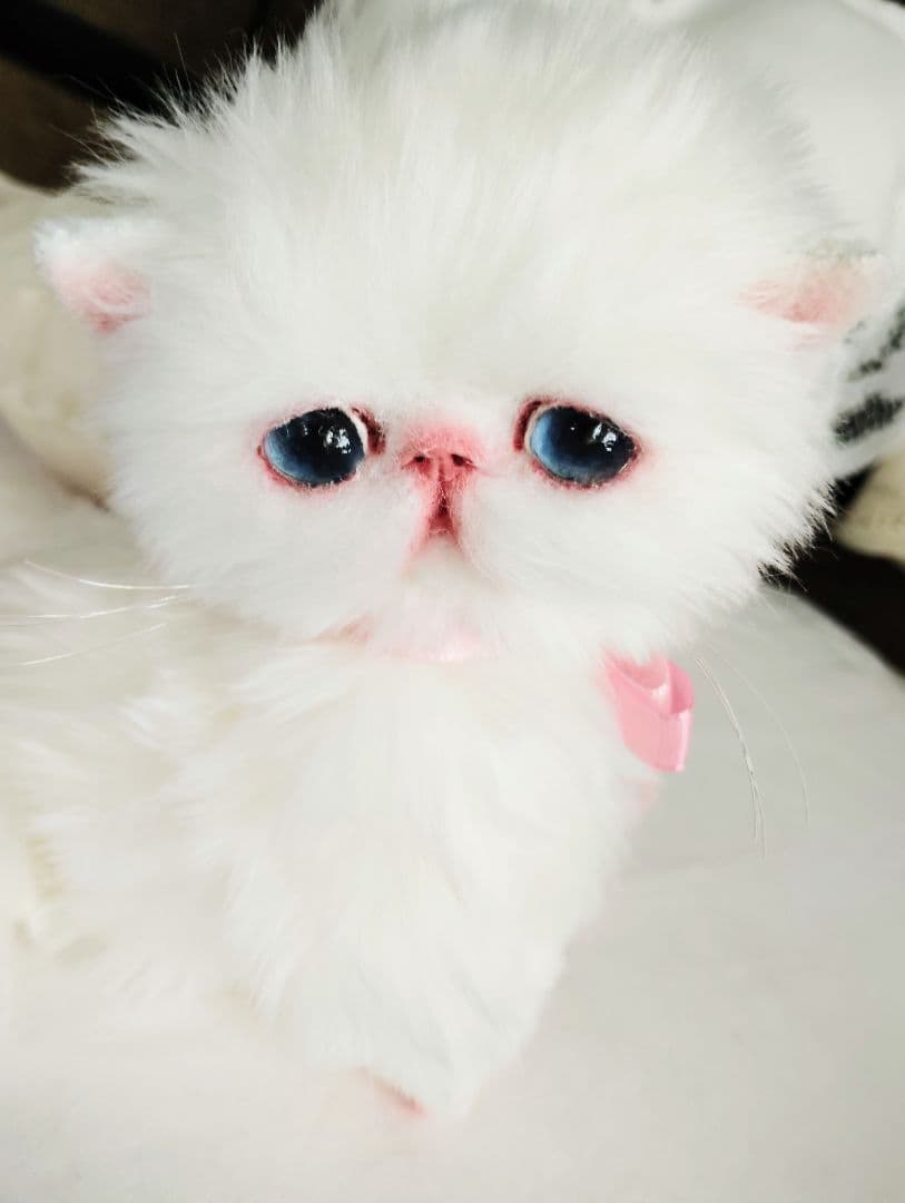 短足ころりんボディ♡うるるんオメメの子猫ちゃん♡アートドール♡ぬいぐるみ♡